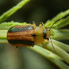 Acacia Leafbeetle (Calomela -3)