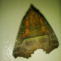 Herald Moth
