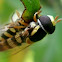 Hoverflies Mating