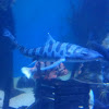 Leopard Shark