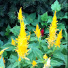 Celosia