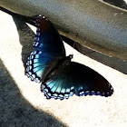 Red-spotted Purple