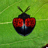 echoma tortise beetle