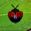 echoma tortise beetle