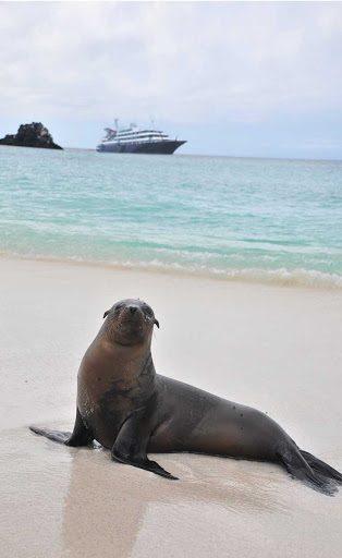 Galapagos_sea_lion_3 - A sea lion, with Silver Galapagos in the background. It's one of the few wildernesses where animals have no instinctive fear of humans, making for incredible photo opportunities.