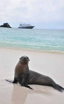 A sea lion, with Silver Galapagos in the background. It's one of the few wildernesses where animals have no instinctive fear of humans, making for incredible photo opportunities.