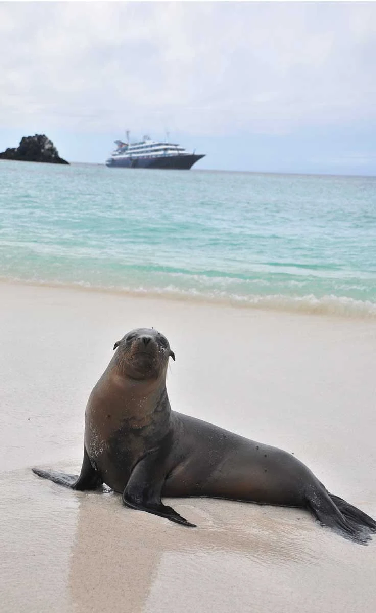 Galapagos_sea_lion_3 - A sea lion, with Silver Galapagos in the background. It's one of the few wildernesses where animals have no instinctive fear of humans, making for incredible photo opportunities.