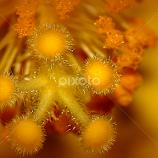 Hibiscus  by Paul Mays -  