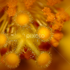 Hibiscus  by Paul Mays - Flowers Single Flower