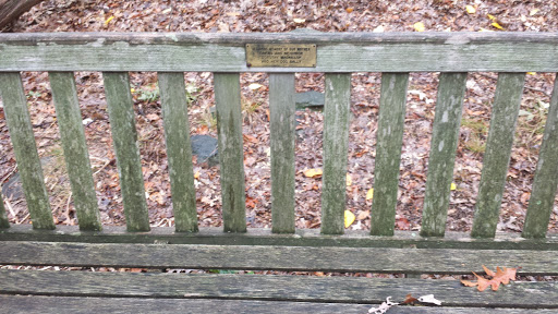 Memorial Bench In Woods