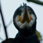 Great Cormorant