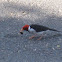 Yellow-billed cardinal