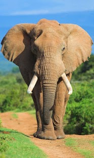 Free Sound Touch Lite APK for Android