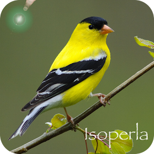 Bird Song Id: USA Automatic logo
