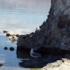 California Gull (Seagull)