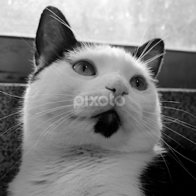 Beautiful Percy by Dallas Landriault - Animals - Cats Portraits