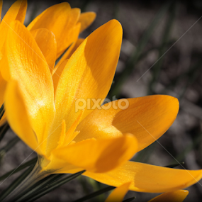 Yellow by Katarina Jonjic - Flowers Flower Gardens