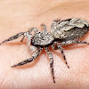 Jumping spider