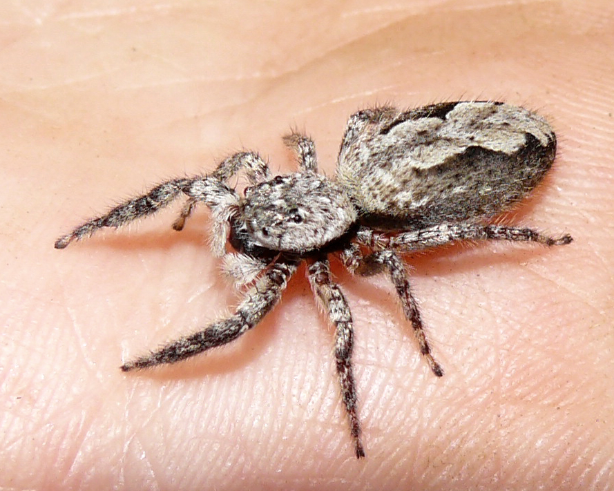 Jumping spider