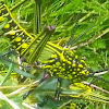 Green Milkweed Locust Nymph