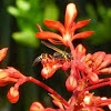 Wasp on Cleredendron flowers