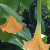 Angel's Trumpet