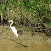 Eastern Great Egret