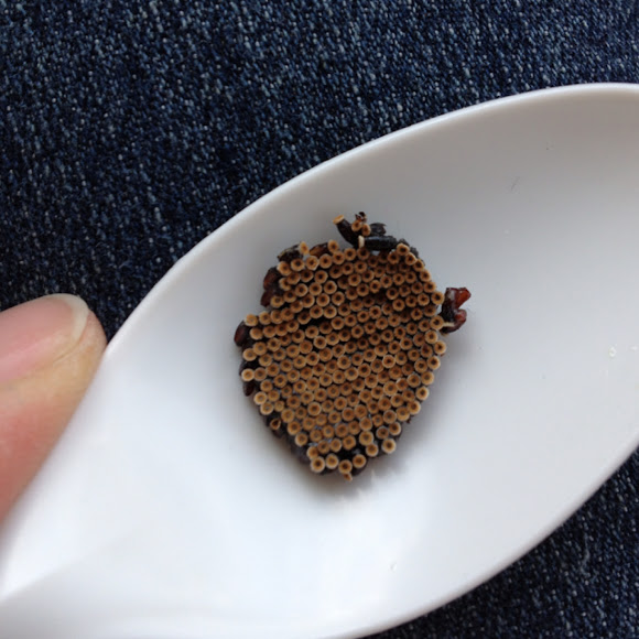 Wheel bug (egg mass) Project Noah