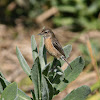 African Stonechat