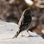 Corn Bunting; Triguero