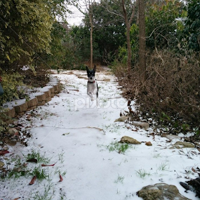 Heló ayer by Daniel Douriet - Animals - Dogs Running