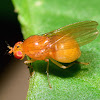 Fruit Fly