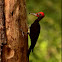 White bellied woodpecker !