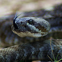 Northern Black-tailed Rattlesnake