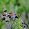 Needham's Skimmer Dragonfly