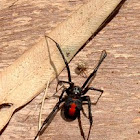 Redback Spider