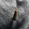 Grass Veneer Moth