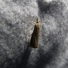 Grass Veneer Moth