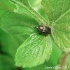 Tiny Bronze Weevil