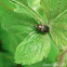 Tiny Bronze Weevil