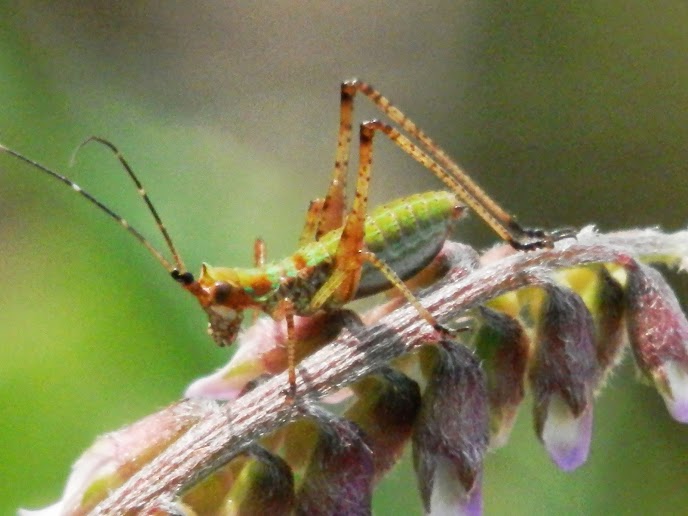 fork-tailed bush katydid Juvenile
