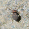 collembolan or springtail
