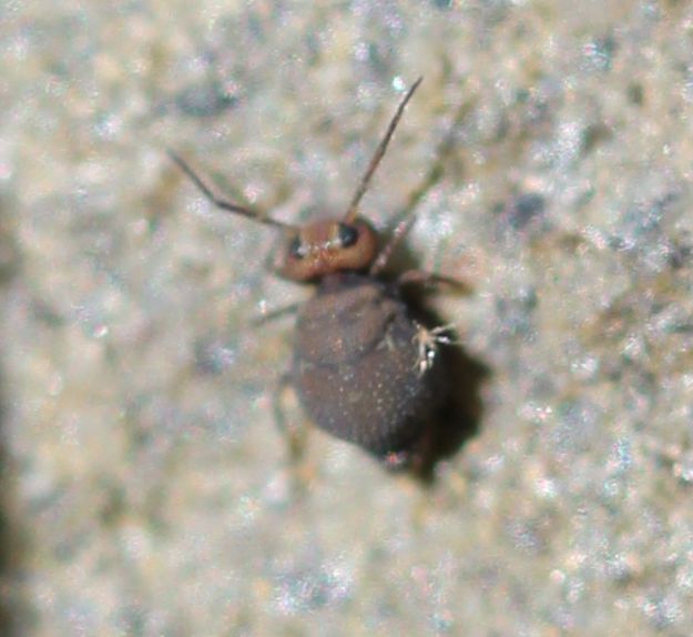 collembolan or springtail