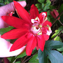 Crimson Passion Flower