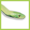 eSnakes of Southern Africa logo