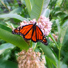 Monarch Butterfly