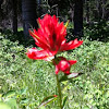 Indian Paintbrush or Prairie Fire