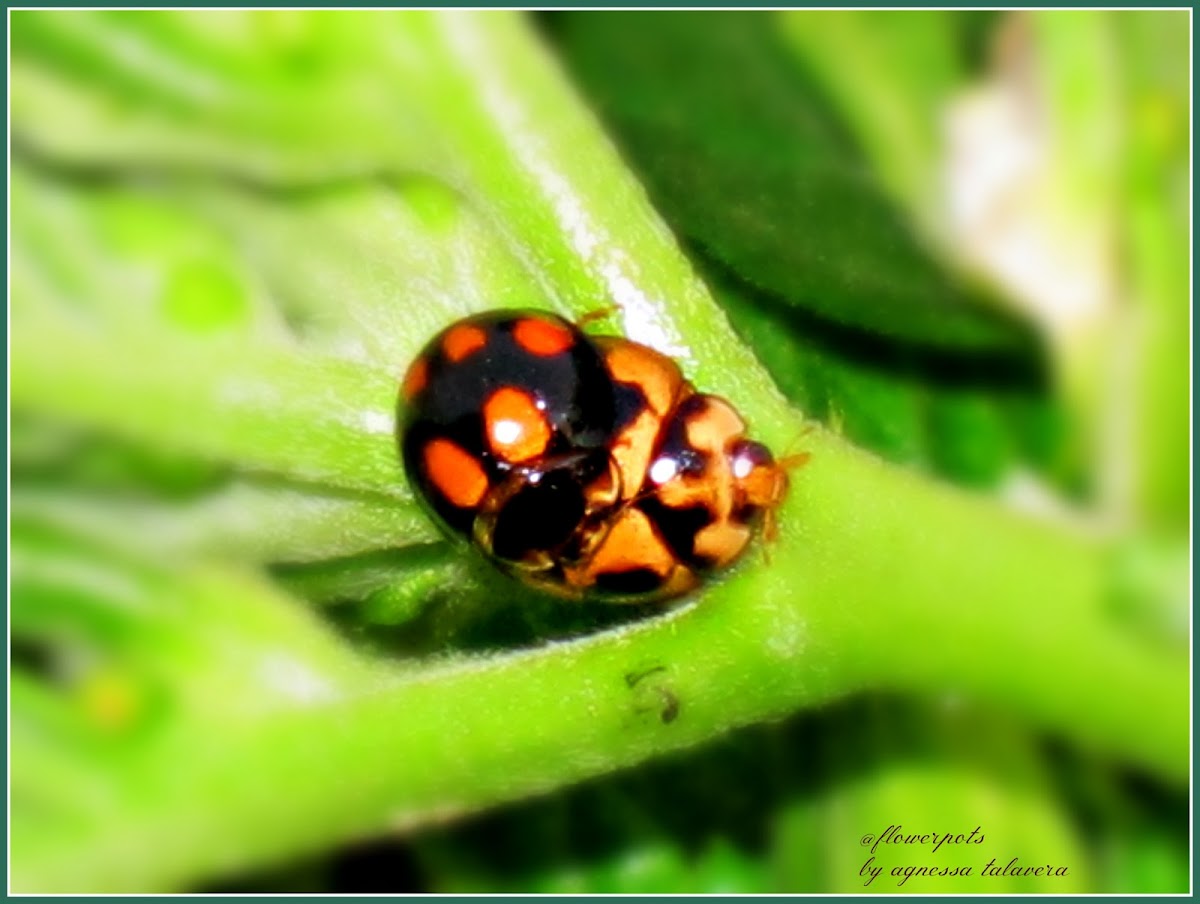 Variable Ladybirds (Mating)
