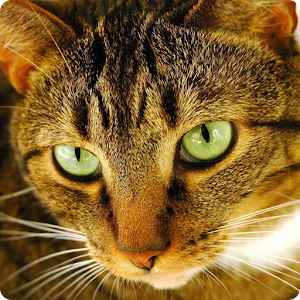 Cat Puzzles.apk 2.0.11