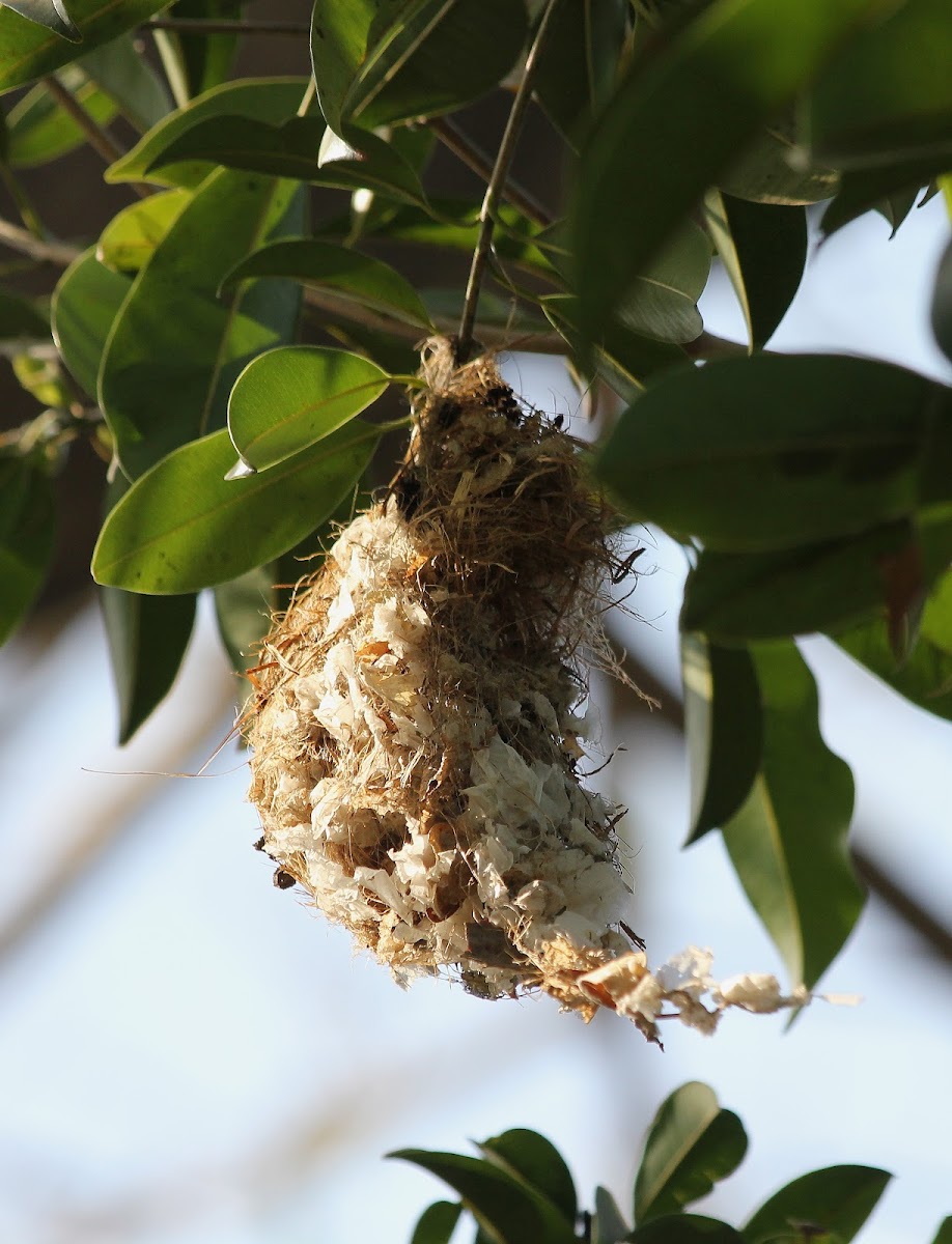Purple Rumped Sunbird Nest